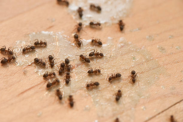 Pest Prevention Services in Rye Brook, NY
