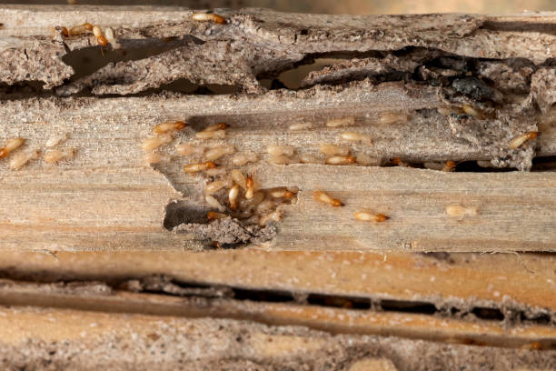 Best Emergency Pest Control  in Rye Brook, NY