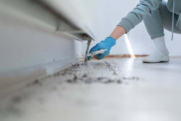 Best Rat Extermination Near Me  in Rye Brook, NY